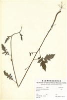 藏品(水鱉)的圖片